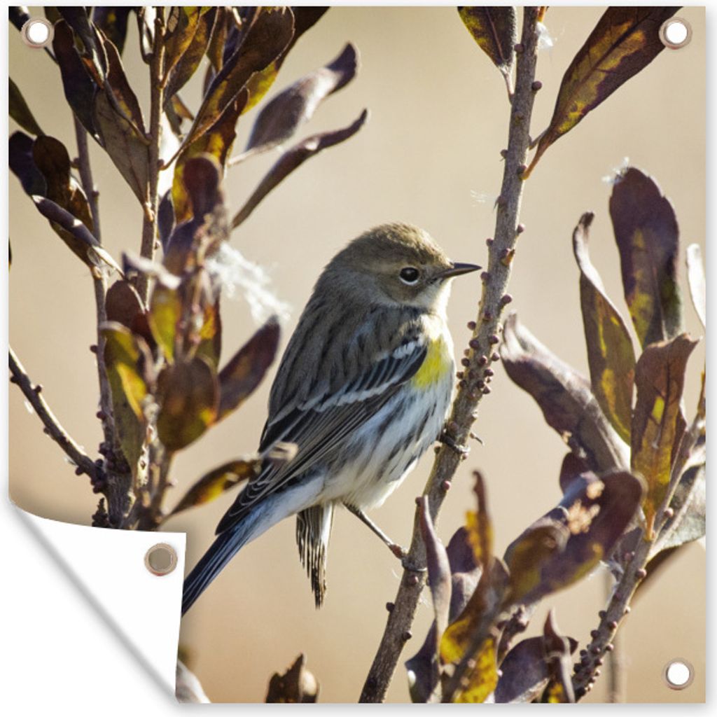 MuchoWow 100x100 cm Outdoor-Poster Gartendeko Sichtschutz Garten Poster für den Garten Vogel zwischen einem Zweig mit Blättern