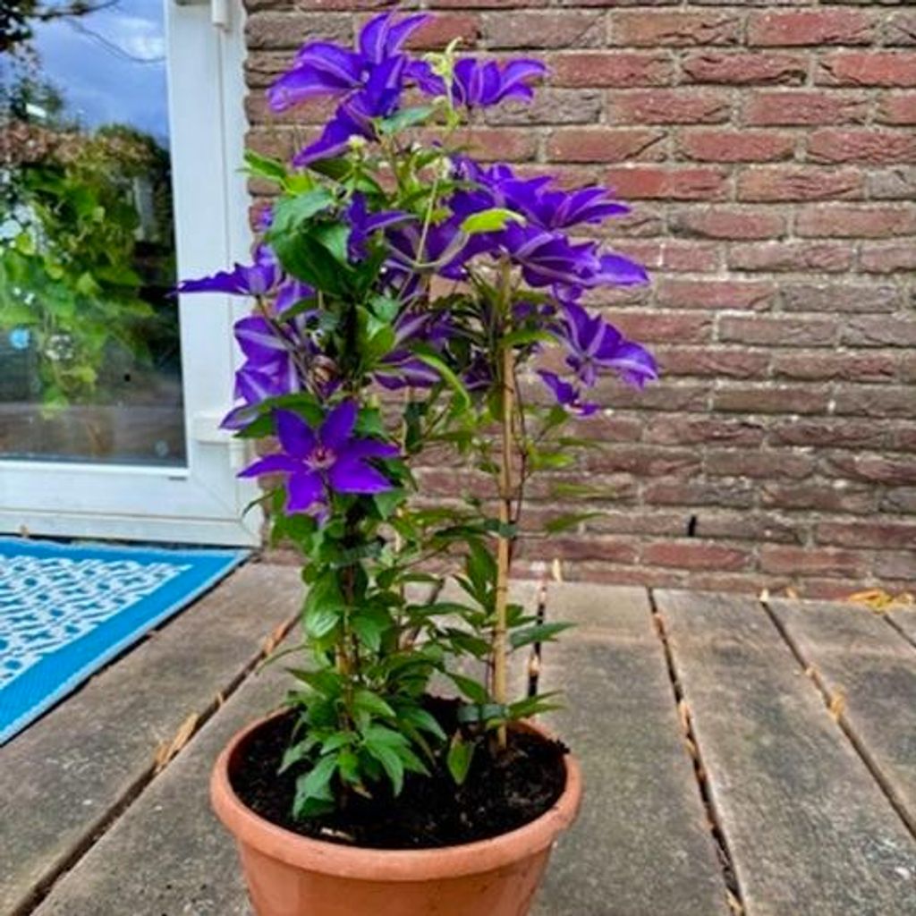 A potted clematis plant with purple flowers sits on a wooden deck next to a brick wall and a window.