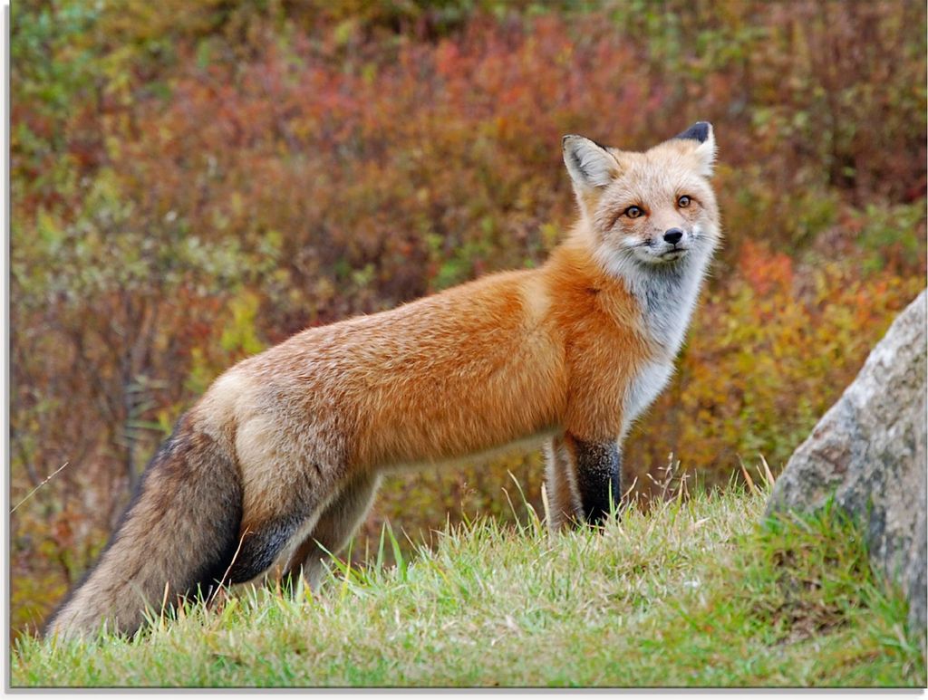 ARTland Glasbild Fuchs I Größe: 60x45 cm