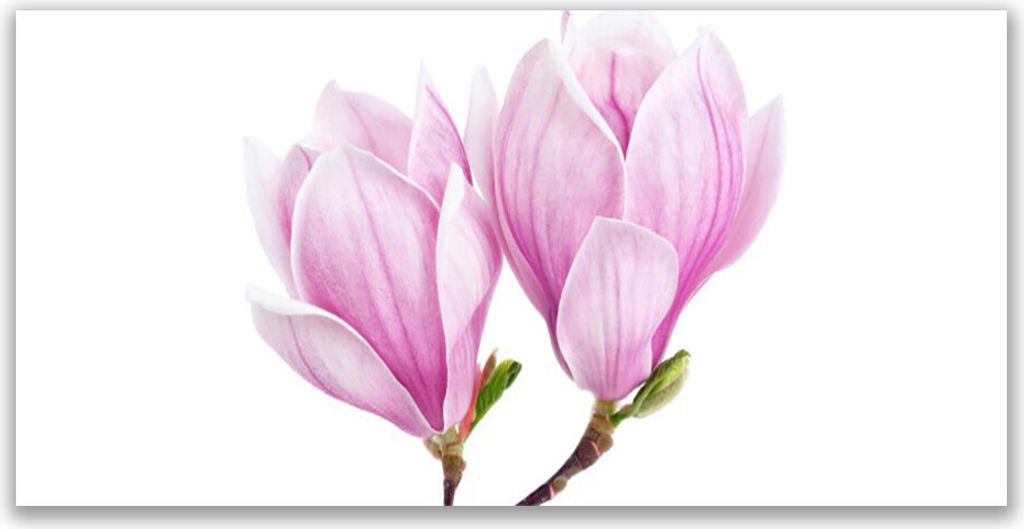 Tulup Leinwand-Bilder 140x70 Wandbild Canvas Kunstdruck Blume Pflanzen