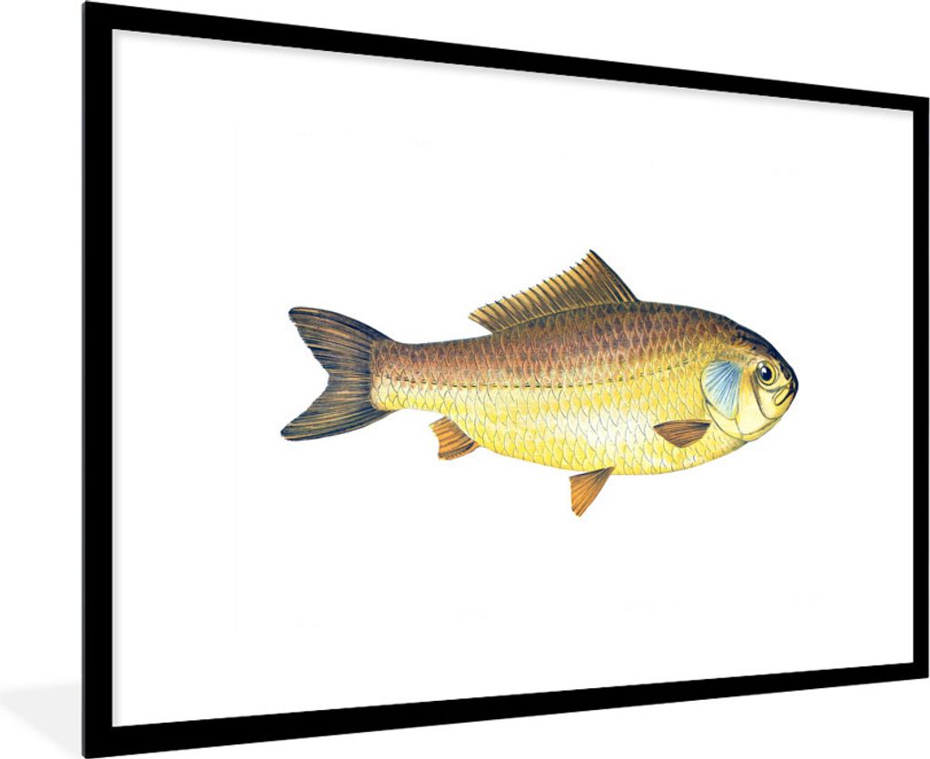 MuchoWow MuchoWow Gerahmtes Poster Fisch - Giebel- Realismus 90x60 cm - Poster mit zchwarzem Bilderrahmen - Wanddekoration - Fotos