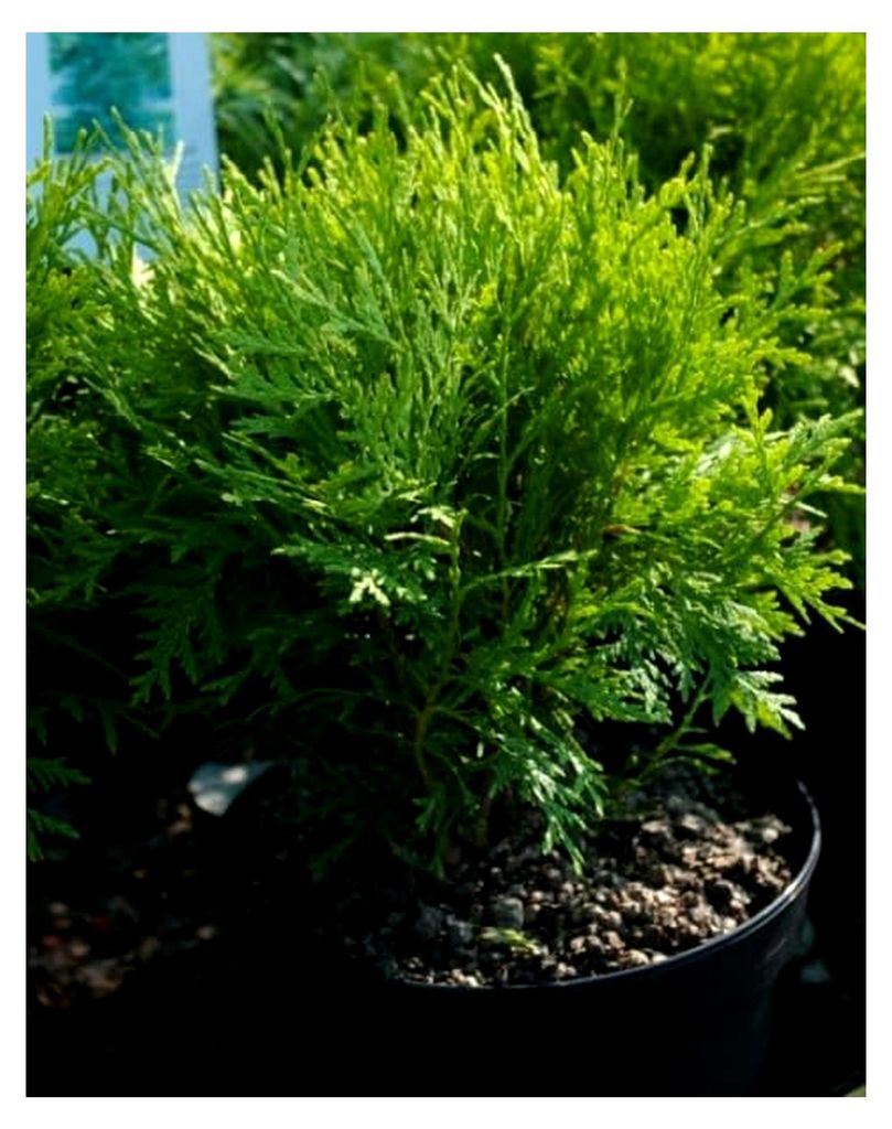 Gelbspitzen Lebensbaum Danica Aurea - Thuja occidentalis Danica Aurea - 25-30 cm