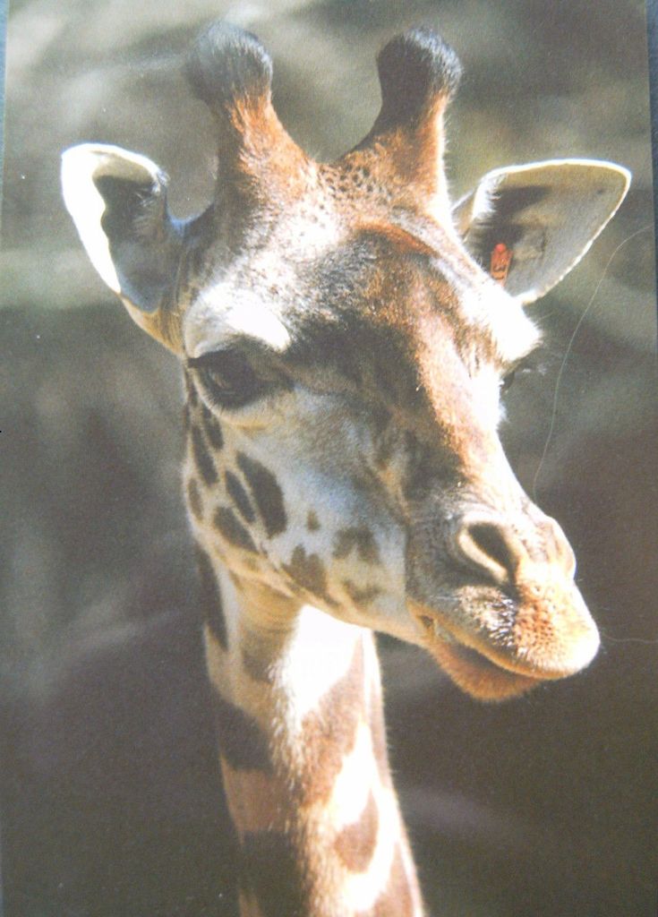 Magnet Giraffe, 10x7 cm, Kühlschrankmagnete Tier, Flexi Magnete für Magnettafel Giraffen