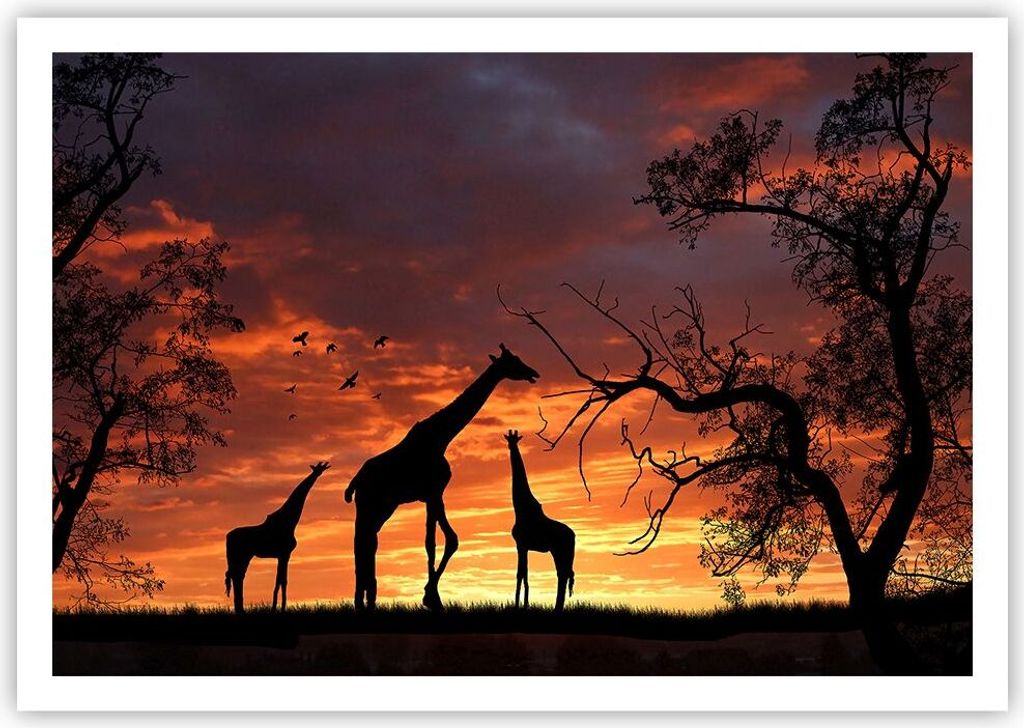 Poster - Poster ohne Rahmen - Giraffe Afrika Sonne Safari - 100x70 cm - Wand Bild - Wanddeko - Wandbilder - Kunstposter - Wandposter - Bilder - Kun...