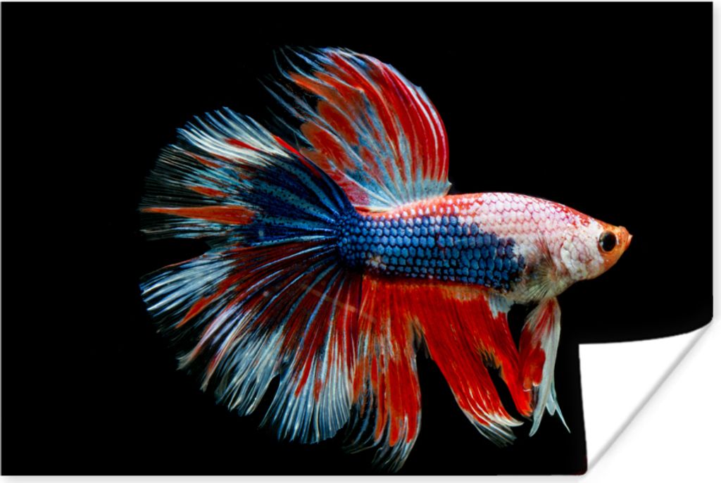 MuchoWow Poster Fisch - Meerestier - Schwanz - Blau 90x60 cm - Schlafzimmer