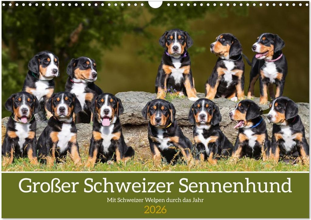 Großer Schweizer Sennenhund - Mit Schweizer Welpen durch das Jahr (Wandkalender 2026 DIN A3 quer), CALVENDO Monatskalender