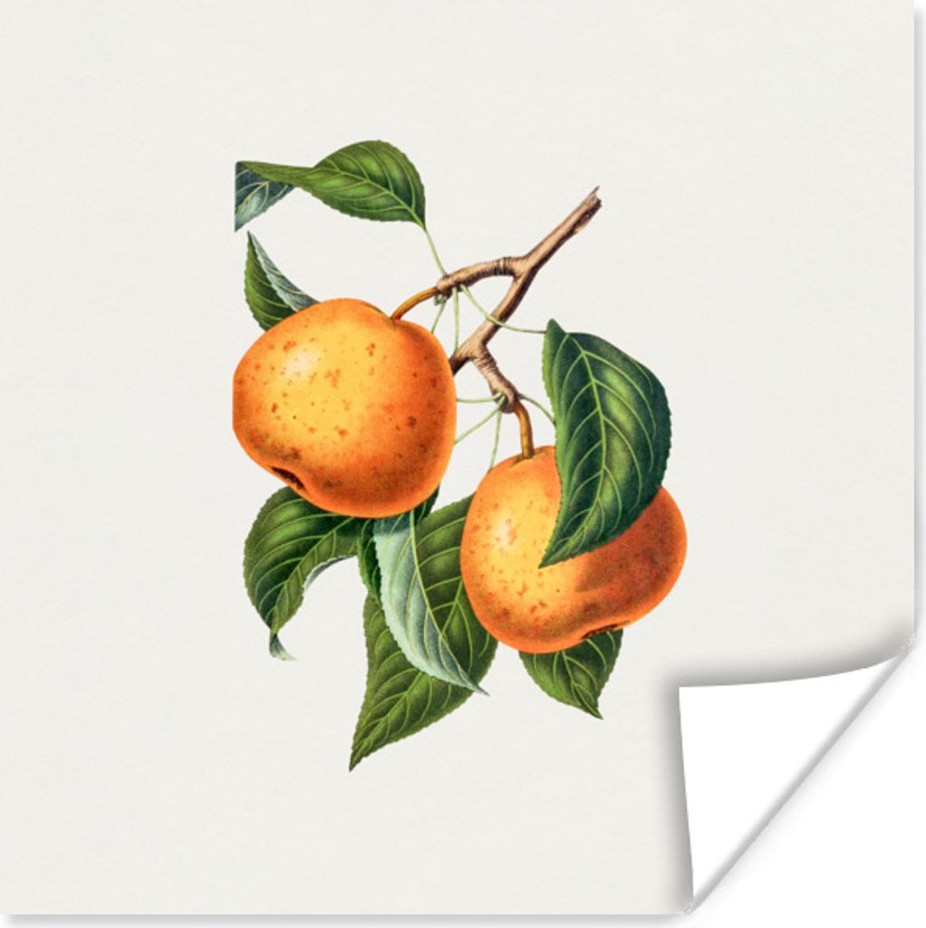 MuchoWow Poster Lebensmittel - Obst - Jahrgang 100x100 cm - Babyzimmer