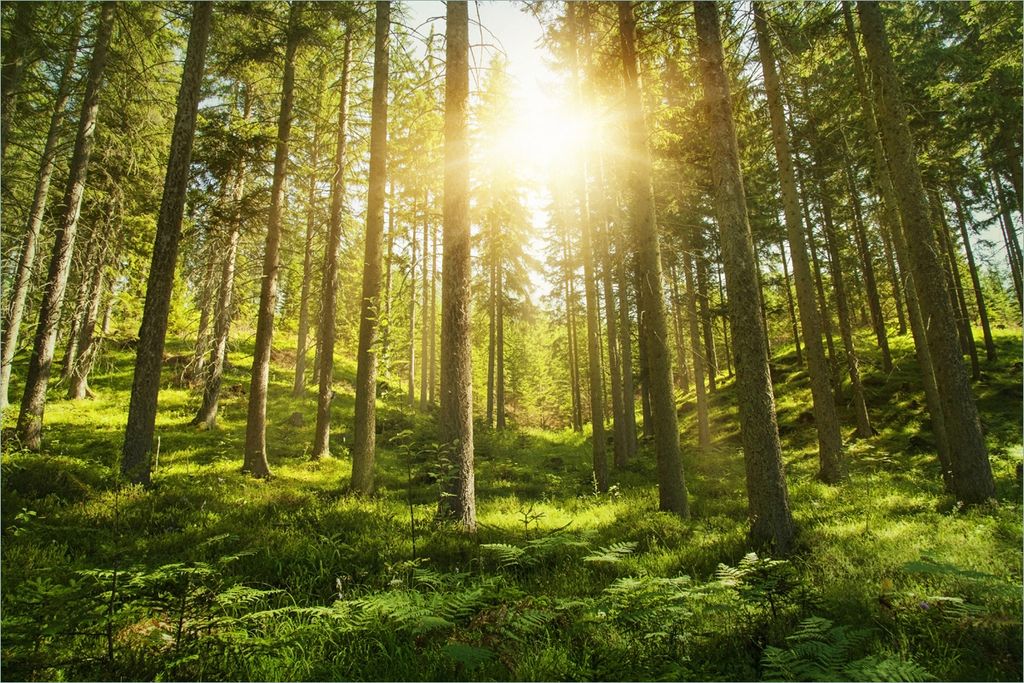 Wallario Premium Vliestapete Fototapete Sonnenstrahlen im Nadelwald mit Moos und Farn in der Größe 400 x 267 cm, extra dick, wird in 5 Teilen gel...