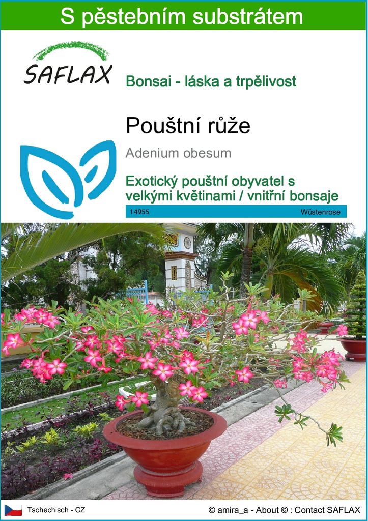 SAFLAX - pouštní růže - Adenium obesum - 8 Semena - S Obrázek produktu 