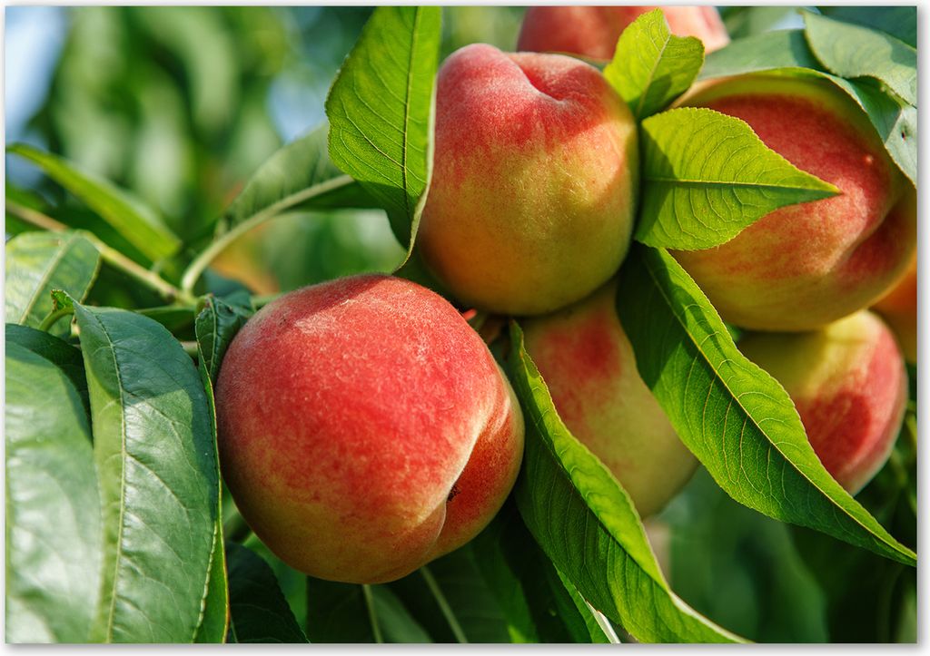 Tulup Glas-Bild - 100 x 70 - Wandbild aus Glas - Wandkunst - Wandbild hinter gehärtetem Sicherheitsglas - Essen & Getränke - Pfirsiche - Grün