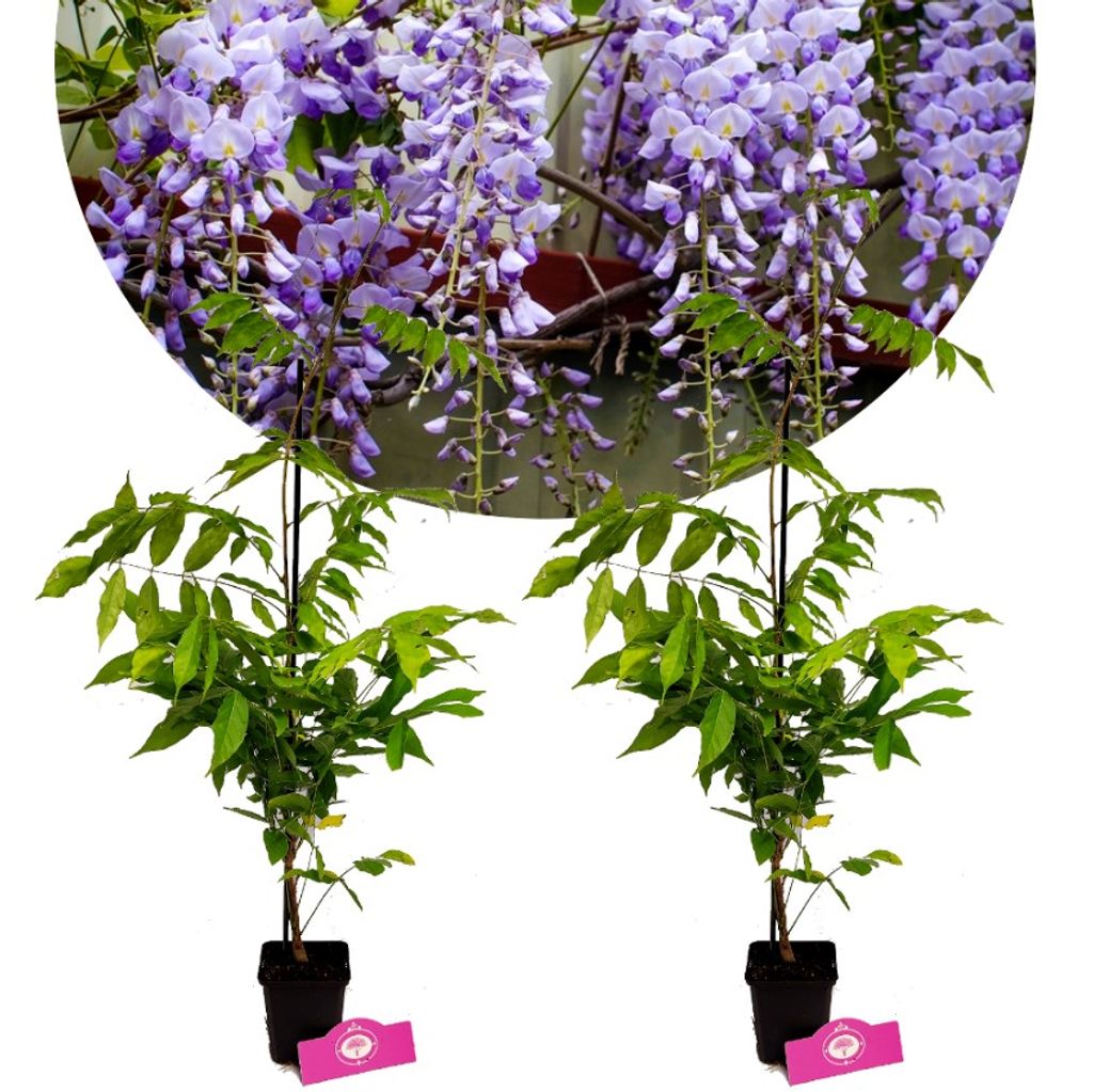 Sada 2 čínskych vistérií – Wisteria sinensis – výška 50 cm Obrázok produktu 