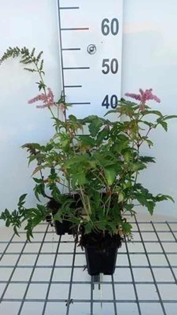 Fleurir un Coin Sombre : 6 Astilbe Bressingham Beauty en Pot de 9 cm