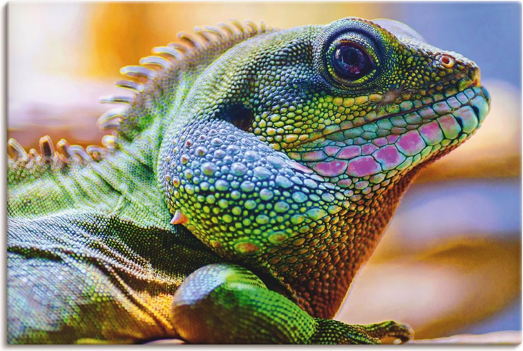 ARTland Leinwandbild Farbiger Kopf eines Leguan Größe: 30x20 cm