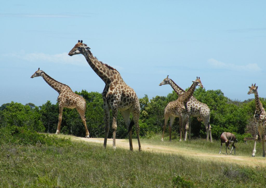 hansepuzzle 82960 - Giraffe Puzzle, 260 Teile, Natur, 41,0 x 28,0cm mit hochwertiger Aufbewahrung, Kartonbox und wiederverschließbarem Beutel