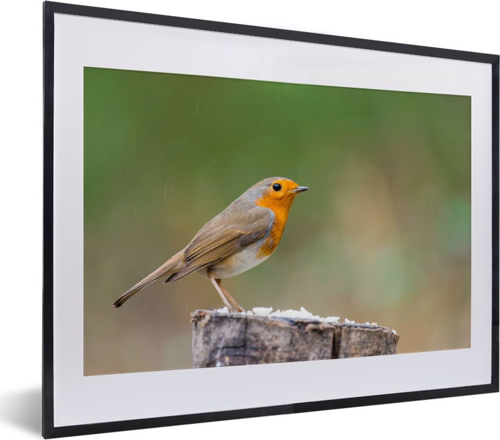 MuchoWow® Gerahmtes Poster Tiere - Vogel - Rotkehlchen Produktbild 