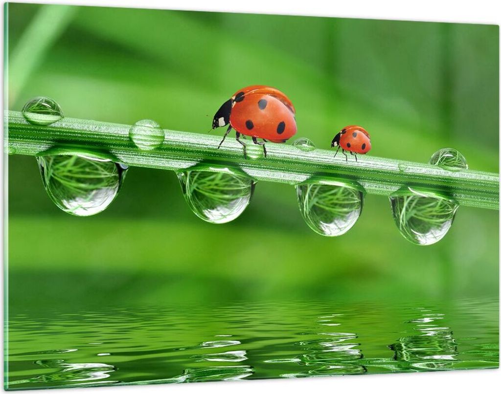 Bilder auf glas - Marienkäfer Wasser Grün Umwelt - 120x80cm - Glasbilder - Wandbilder - Kunstdruck - zum Aufhängen bereit - Wanddekoration aus G...