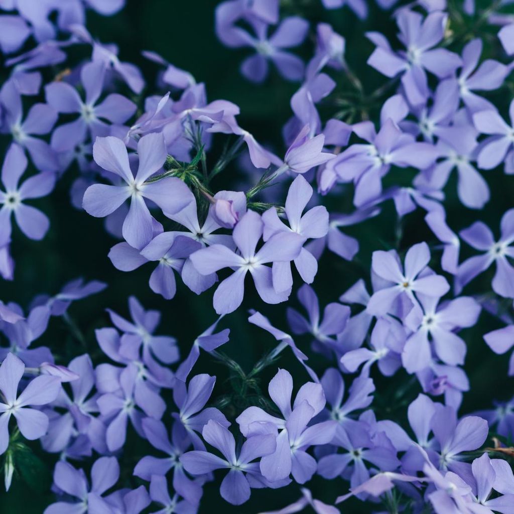 Phlox subulata Emerald Cushion Blue Bodendecker 6 Pflanzen Ø9cm Immergrün