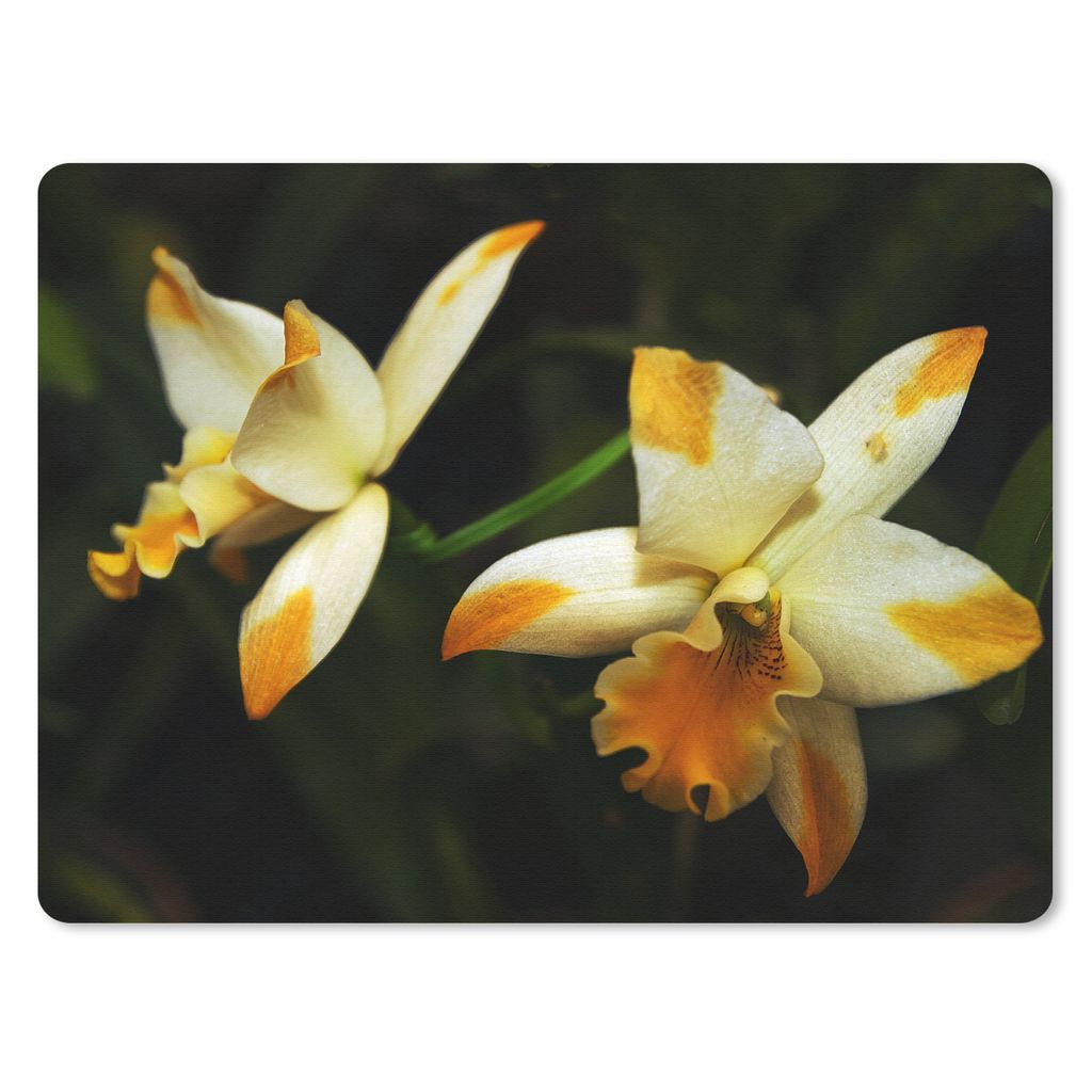 MuchoWow Mauspad Mousepad Zwei Orchideenblüten 40x30 cm - Mousepads - Maus Mat - Pad - Mausunterlage - Anti Rutsch