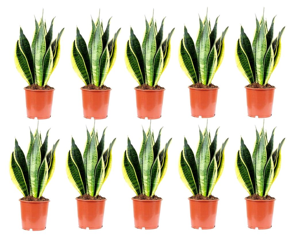 10er-Set Bogenhanf - echte Zimmerpflanze, Sansevieria trifasciata Laurentii - Höhe ca. 45 cm, Topf-Ø 14 cm