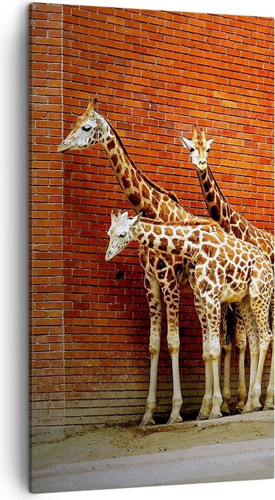 Bild auf Leinwand - Leinwandbild - Tiere Giraffen Zoo Familie - 45x80cm - Wand Bild - Wanddeko - Leinwanddruck - Bilder - Kunstdruck - Wanddekorati...