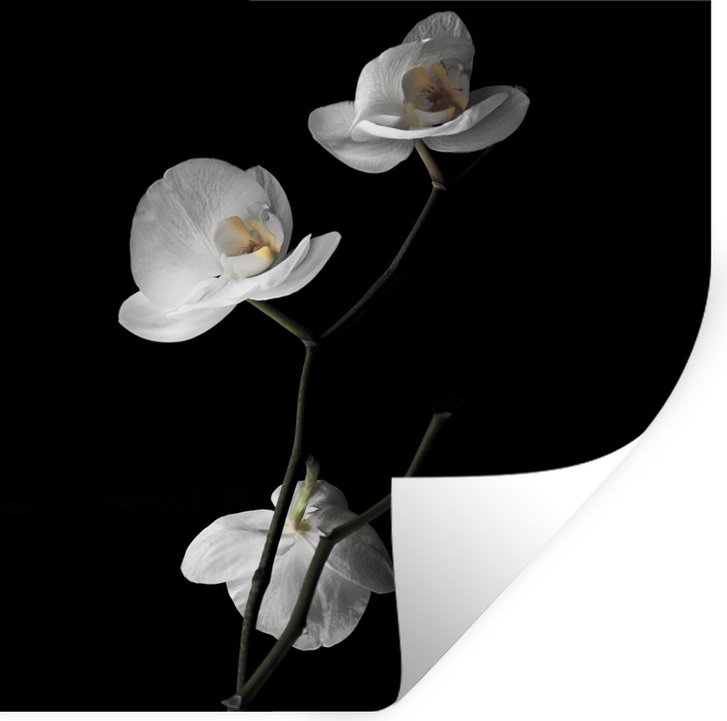 MuchoWow Wandtattoo Wandsticker Wandaufkleber Orchidee - Blumen - Schwarz - Weiß - Stilleben 80x80 cm Selbstklebend und Repositionierbar - Wierd...