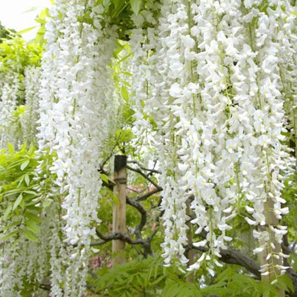 Wisteria floribunda Alba - bílý modrý déšť Obrázek produktu 