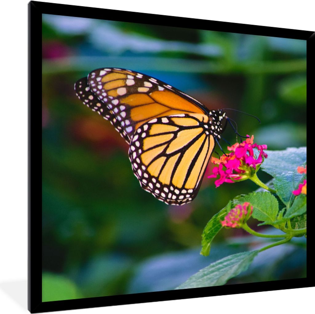 MuchoWow Gerahmtes Poster Schmetterlinge - Blume - Natur 40x40 cm - Poster mit Schwarzem Bilderrahmen Wandposter Rahmen Foto Bilder - Mit Rahmen ...