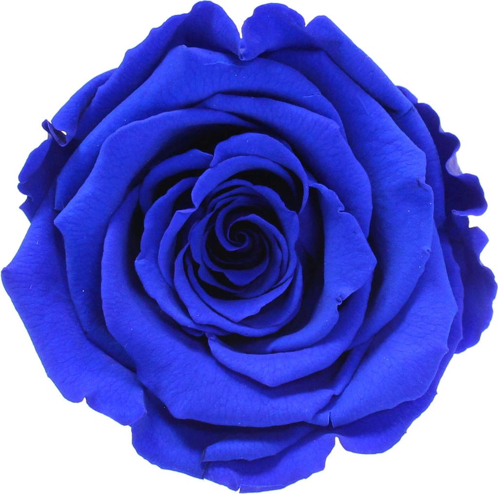 Infinity Rose L Ø5cm konserviert stabilisiert haltbar Rosenkopf ewige Rosenblüte 1 St. Dunkelblau (blu03)