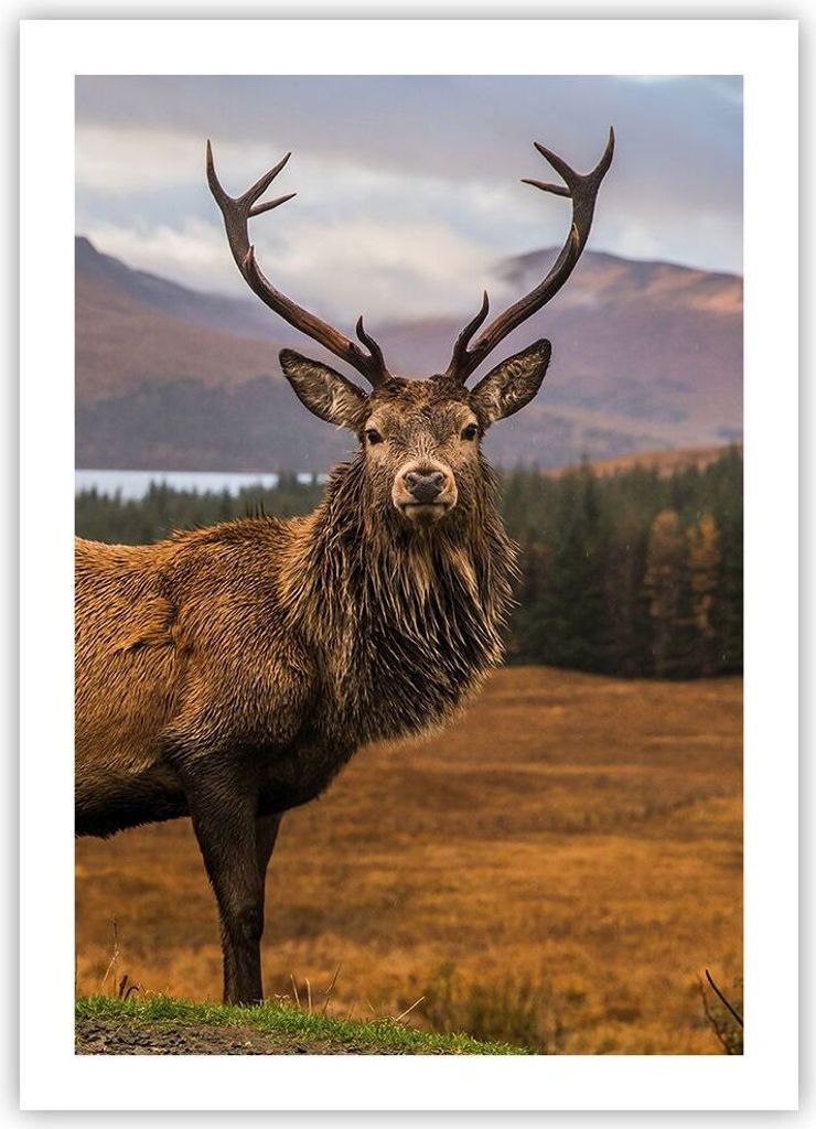 Poster - Poster ohne Rahmen - Rehe Wiese Berge - 50x70 cm - Wand Bild - Wanddeko - Wandbilder - Kunstposter - Wandposter - Bilder - Kunstdruck - Wa...