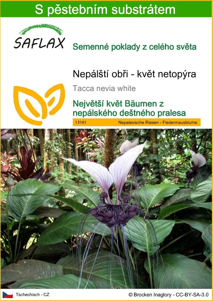 SAFLAX - Nepálští obři - květ netopýra - Tacca nevia white Obrázek produktu 