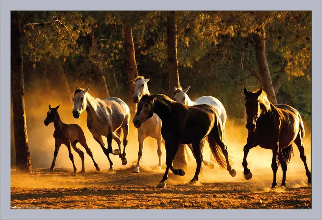 Poster Chevaux Andalousie avec Cadre Shinsuke Incassable Vitre Acrylique