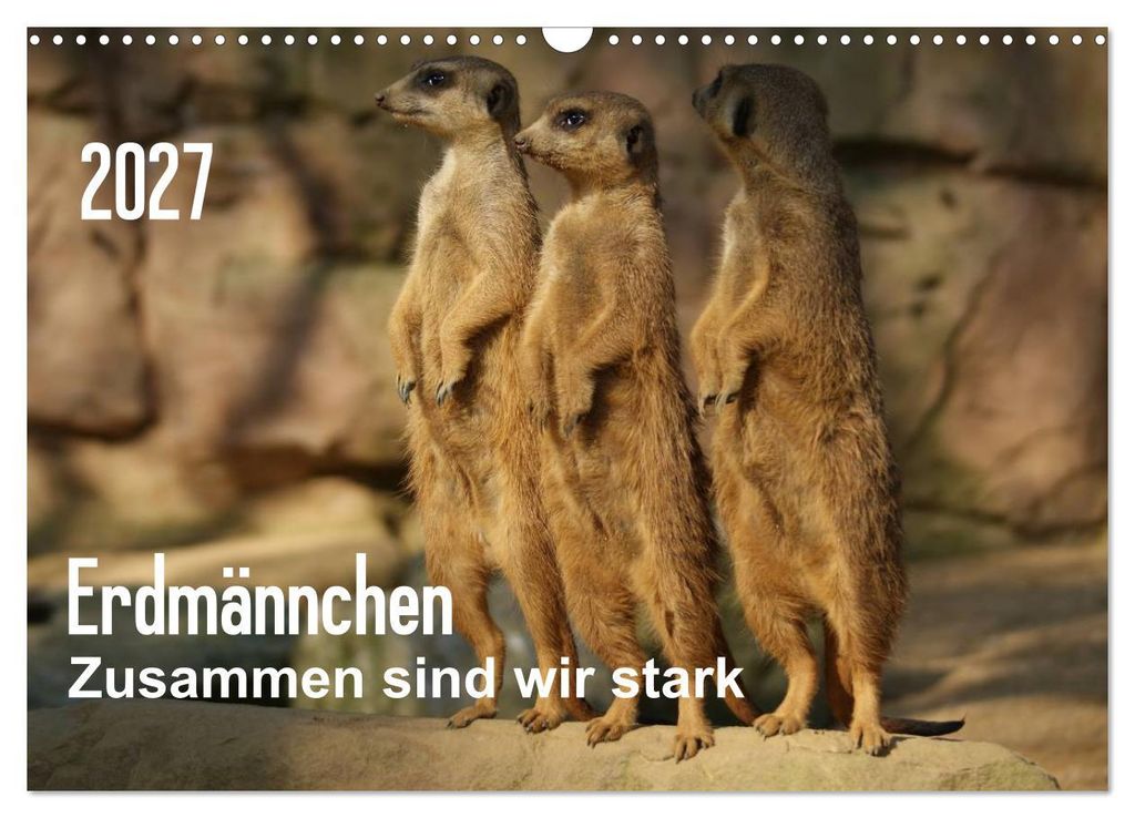 Erdmännchen – Zusammen sind wir stark (Wandkalender 2027 DIN A3 quer), CALVENDO Monatskalender