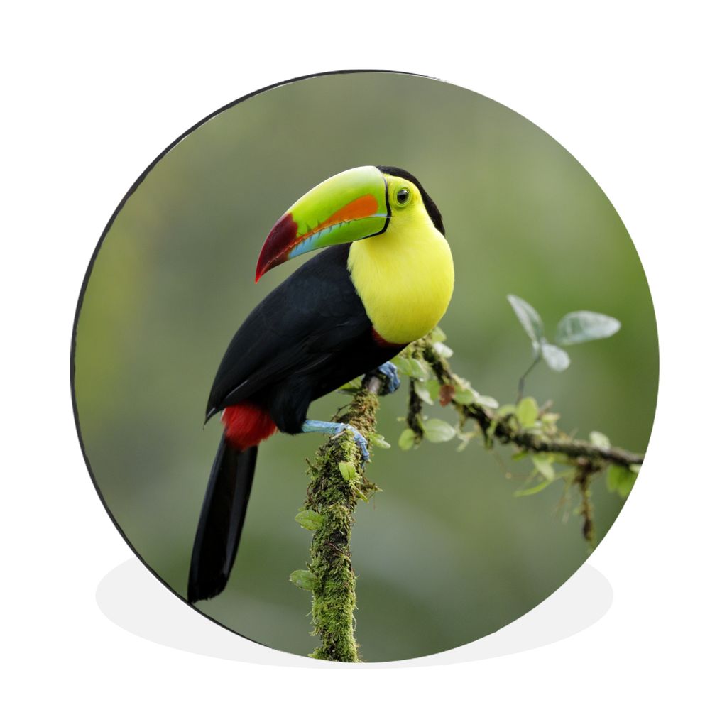 MuchoWow Aluminium Wandkreis Ein Tukan ruht sich auf einem moosbewachsenen Ast aus Ø 60 cm Wanddeko Modern Wohnzimmer - Wand Kreis - Wandbild - ...