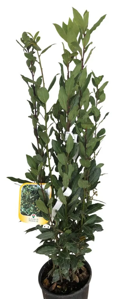 Laurier Sauce Arbuste d'Ornement Laurus nobilis Hauteur 60-80 cm