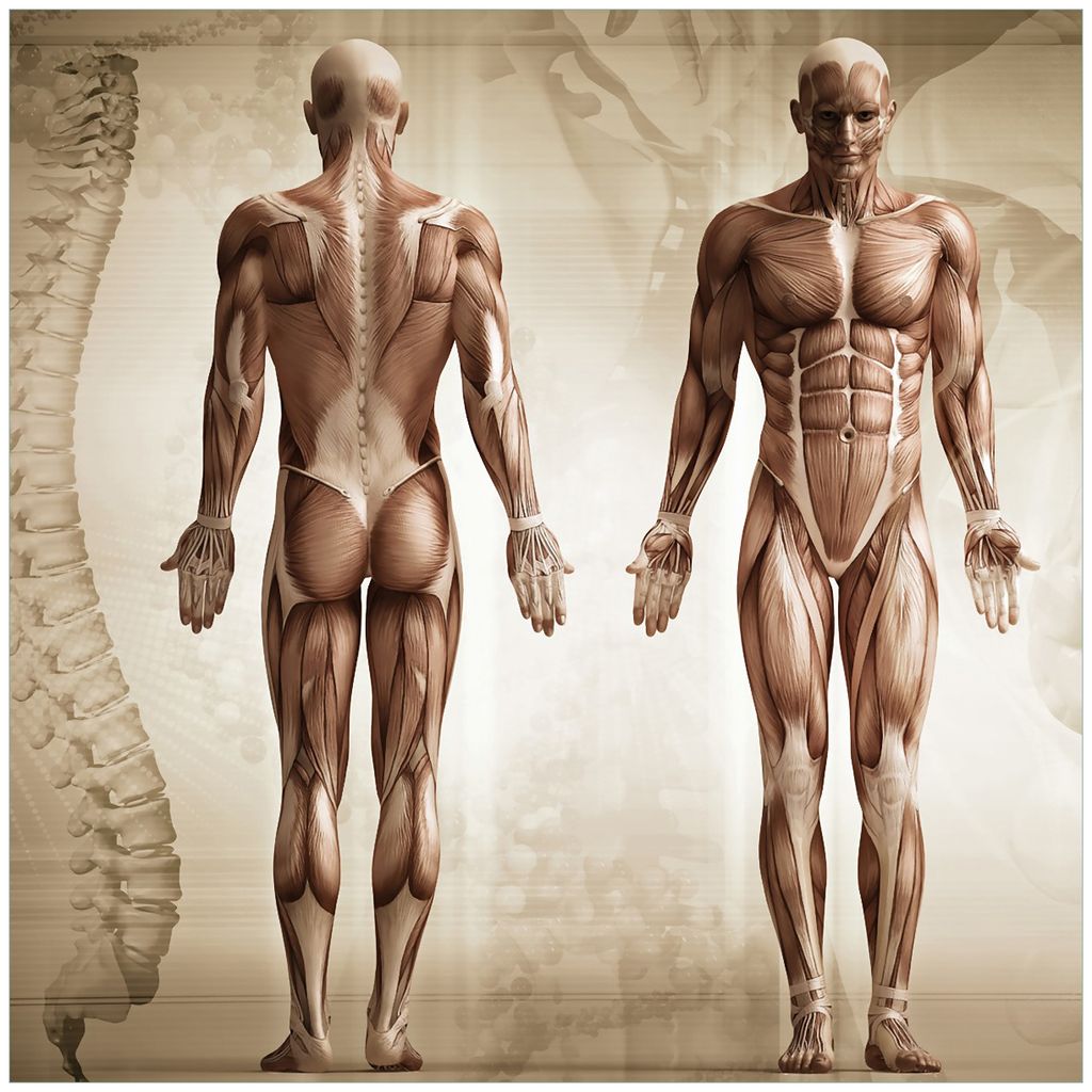 Wallario Magnet für Kühlschrank / Geschirrspüler, magnetisch haftende Folie - 60 x 60 cm, Motiv: Anatomie Mensch I