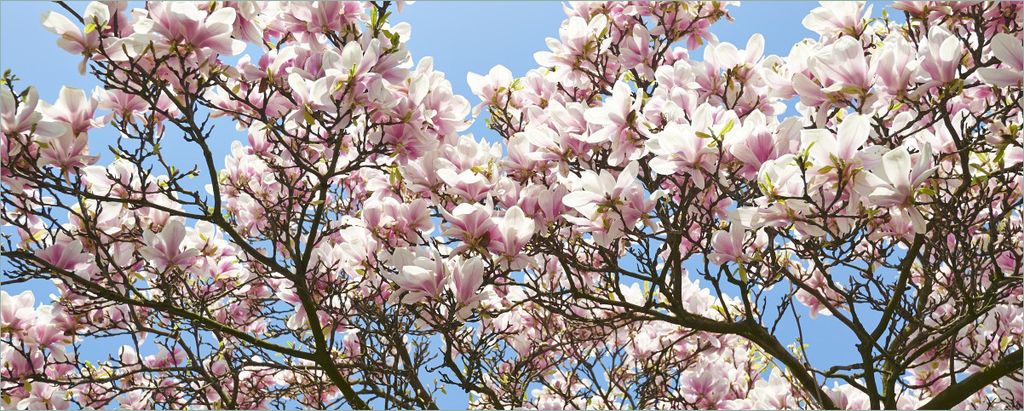 Wallario Poster - Schöne rosa Magnolien-Blüten vor blauem Himmel, Kunstdruck Größe: 50 x 125 cm