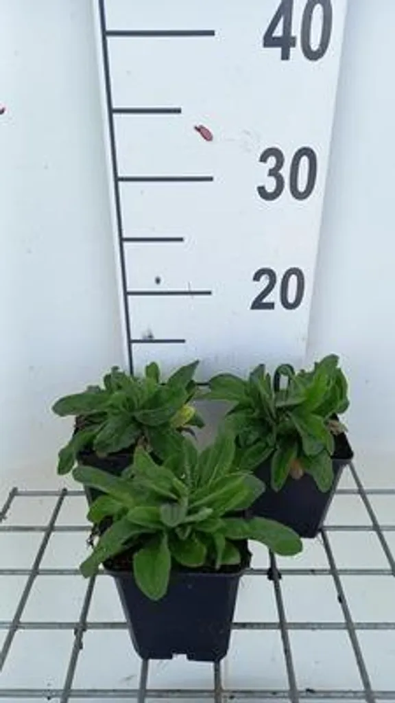Aménager une rocaille avec 6 Hieracium aurantiacum Orangerotes en pot