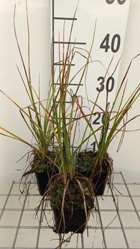 6 x Kniphofia hybr. 'Nancy Red' - Fackellilie - Topf 9 x 9 cm