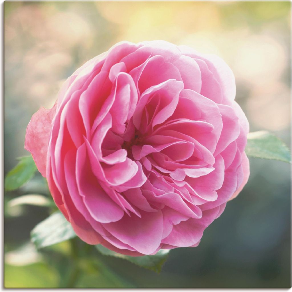 ARTland Leinwandbild Rosa Rose im Gegenlicht Größe: 100x100 cm