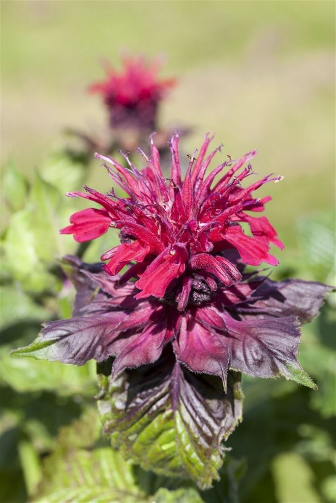 Monarda didyma, Indianernessel, rot, ca. 9x9 cm Topf Produktbild 