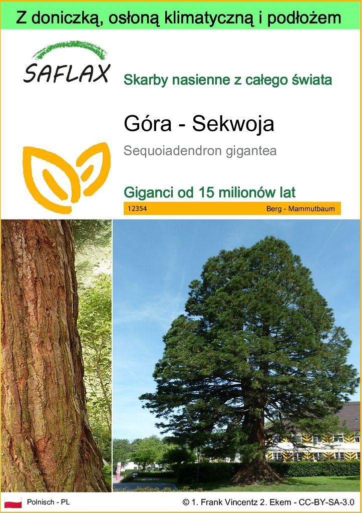 SAFLAX - Garden to go - Góra - Sekwoja - 50 Nasiona - Z Zdjęcie produktu 