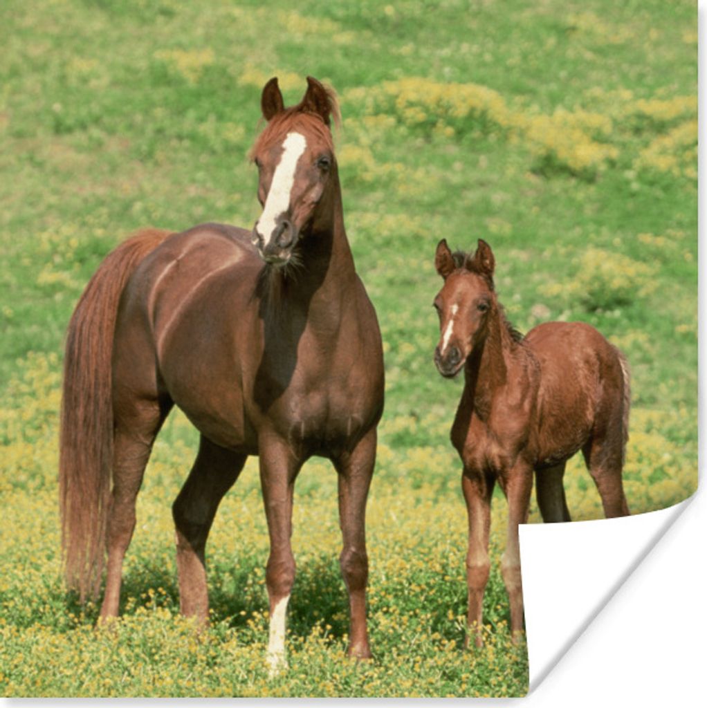 MuchoWow Poster Pferde - Gras - Braun 75x75 cm - Wand Dekoration