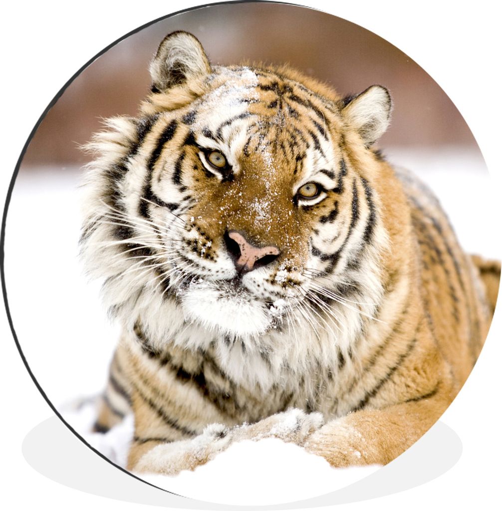 MuchoWow Aluminium Wandkreis Amur-Tiger liegt im Schnee Ø 90 cm Wanddeko Modern Wohnzimmer - Mauerkreis - Wandbilder - Runde Bild - Bild aus Alu...