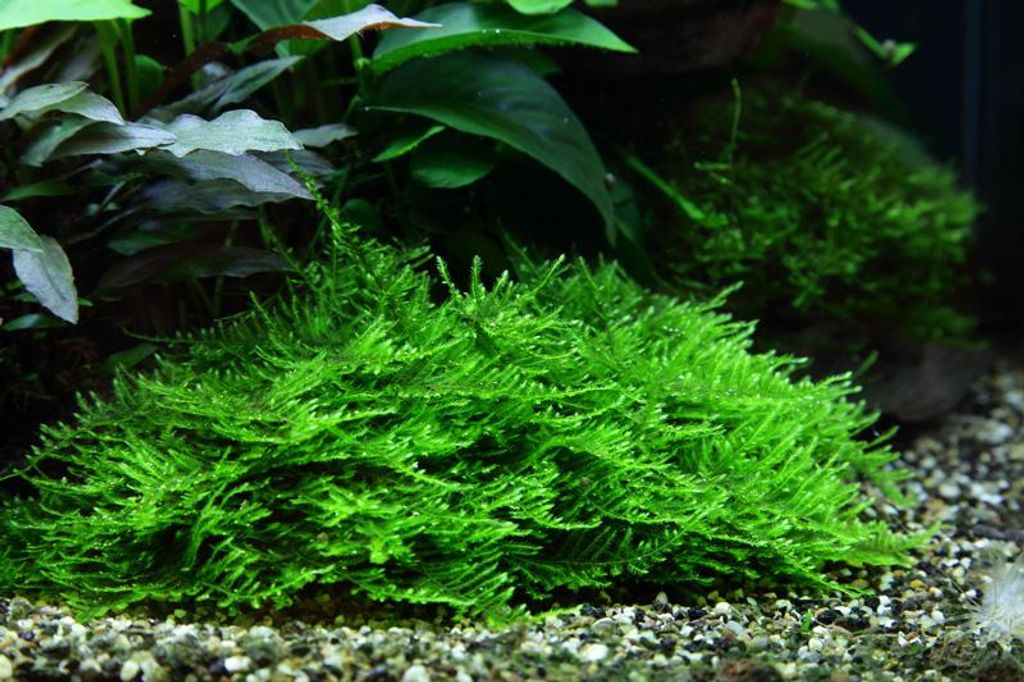 Aquarium Pflanze In Vitro 2x Moos Taxiphyllum 'Spiky' Produktbild 
