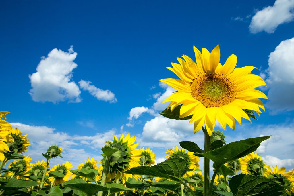 Muralo Fototapete Blumen 180 (B) x 120 (H) cm Vlies Tapete Wandtapeten Wohnzimmer Schlafzimmer moderne Wandbilder XXL Pflanzen Natur Wand Dekoration