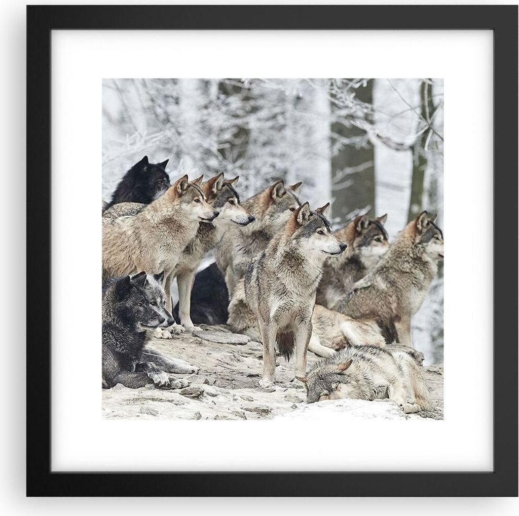 Gerahmtes Poster - Schwarzer Rahmen - Rudel Wölfe Winter - 30x30 cm - Wand Bild - Wanddeko - Wandbilder - Kunstposter - Wandposter - Bilderrahmen ...