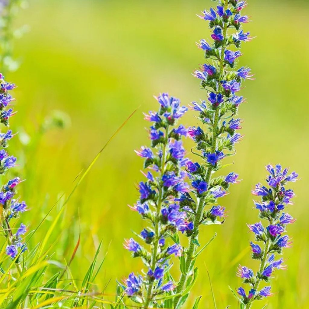 6 x Gewöhnlicher Natternkopf - Echium vulgare | Topf 9cm x 9cm