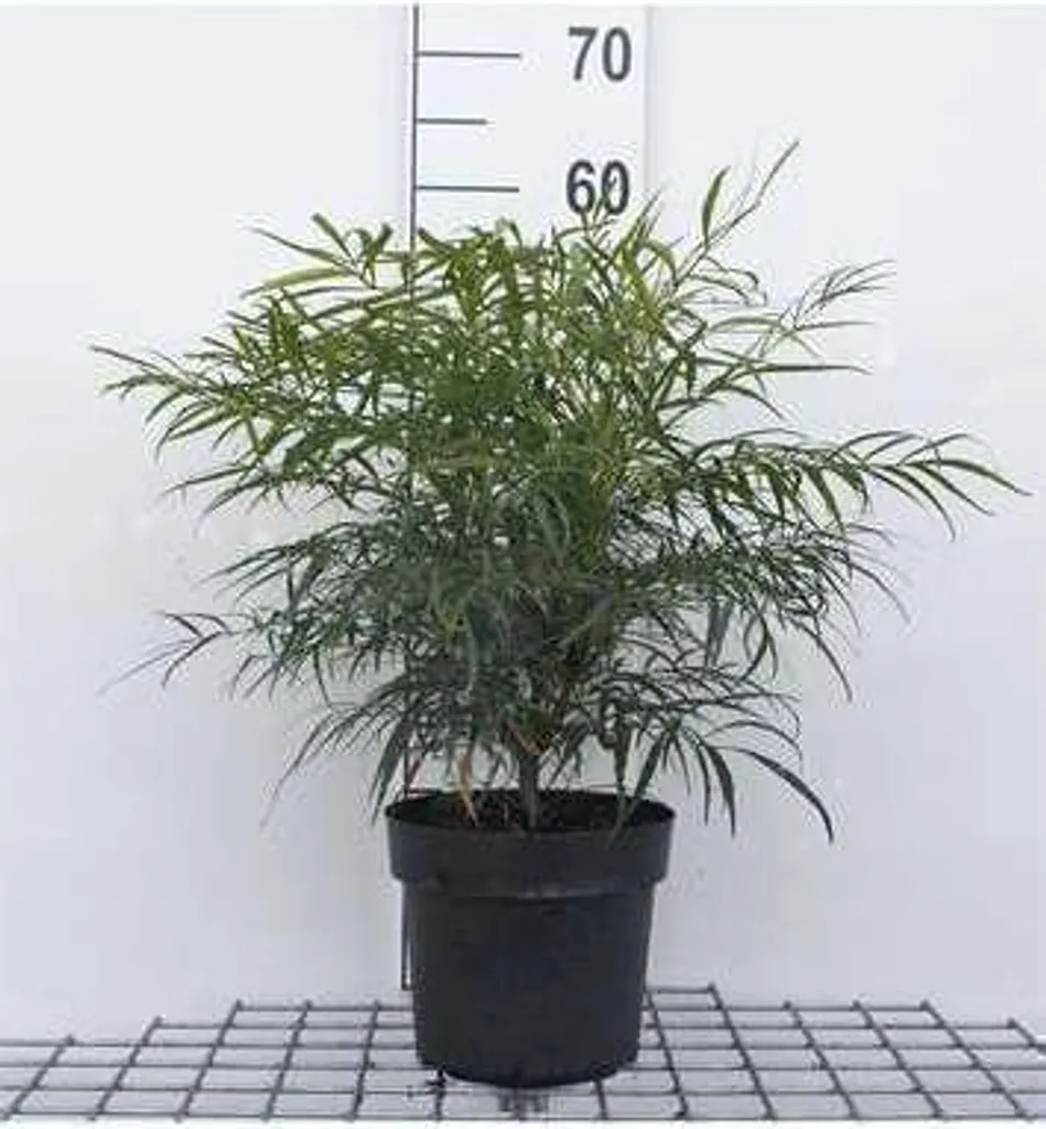 Mahonia Soft Caress : l'arbuste sans entretien pour jardin ombragé 30cm
