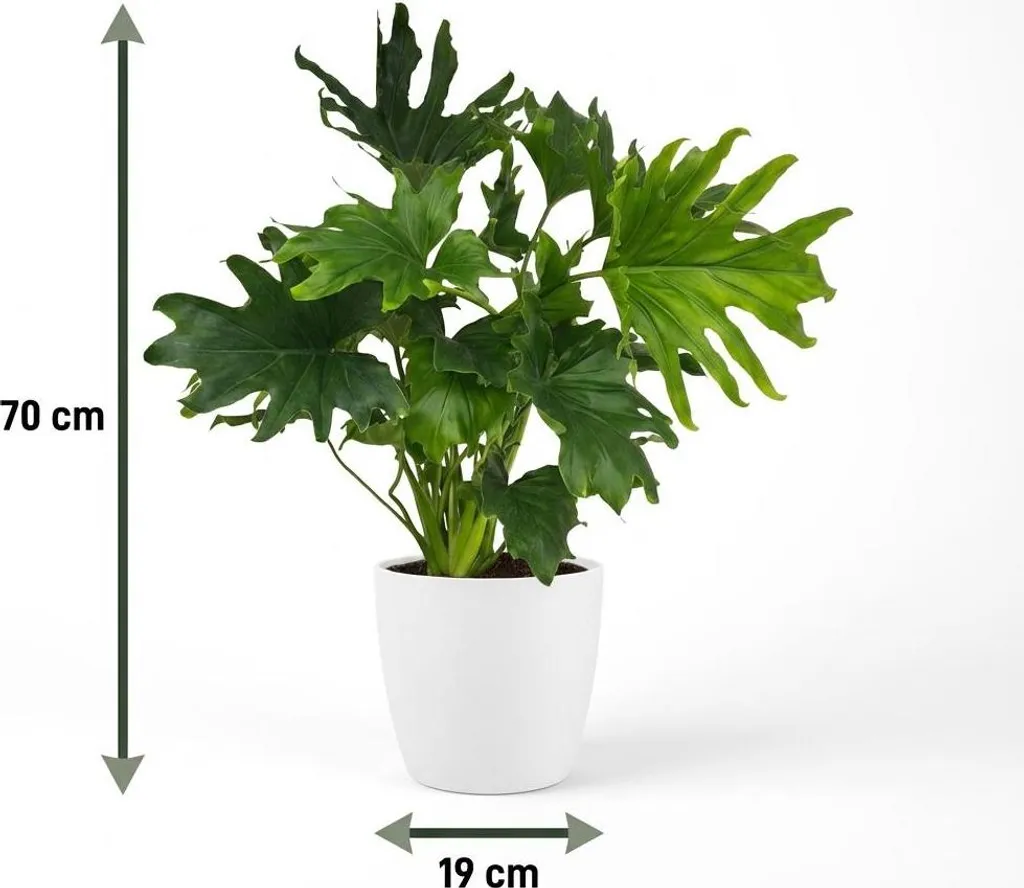 Plante d'intérieur Philodendron Lickety Split - Grand Feuillage Vert