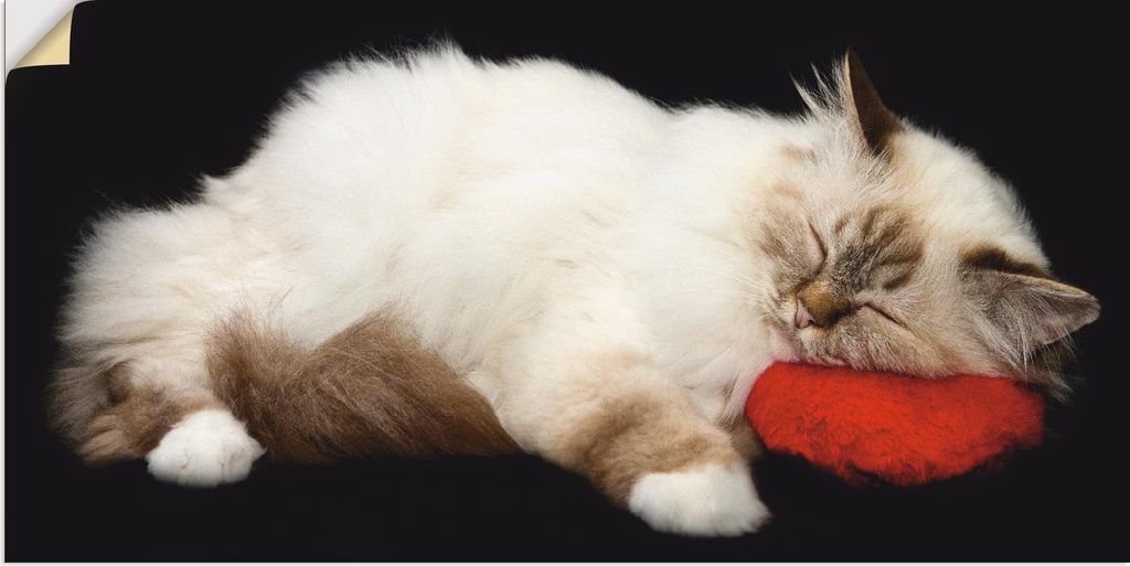 ARTland Wandbild, selbstklebend Müde Katze Größe: 150x75 cm
